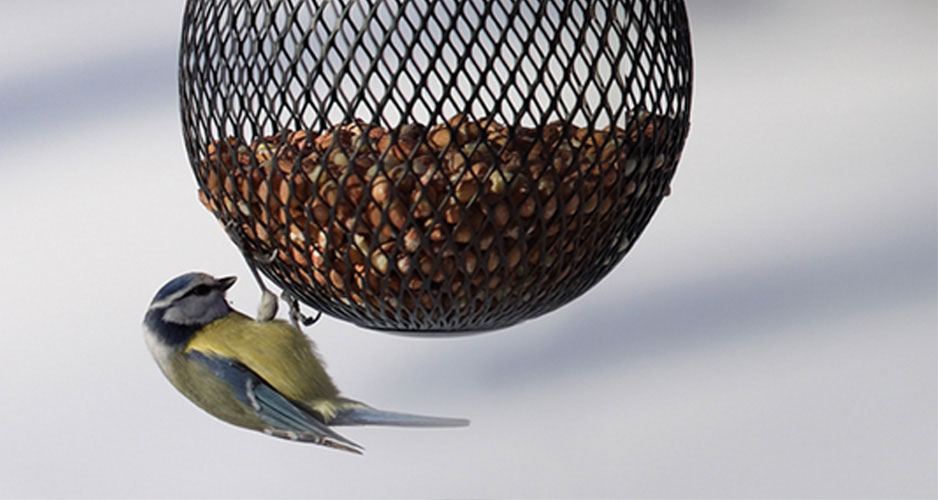 Fåglarna behöver fortfarande extra näringsrik mat vid kyliga februaridagar.