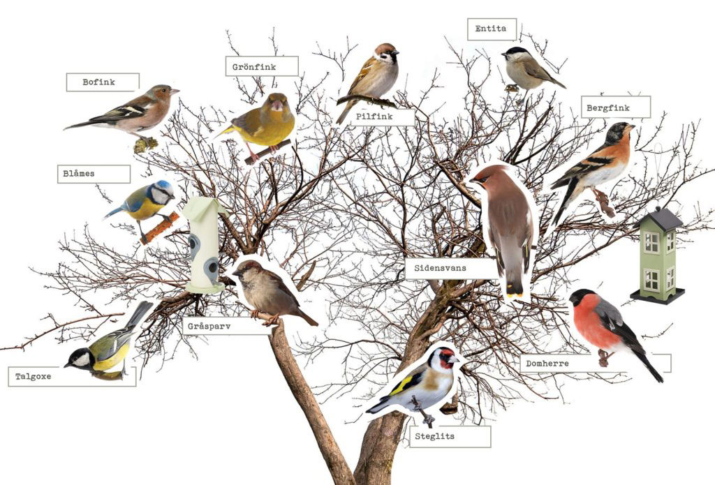 Vilken fågelmat passar vilken fågel?