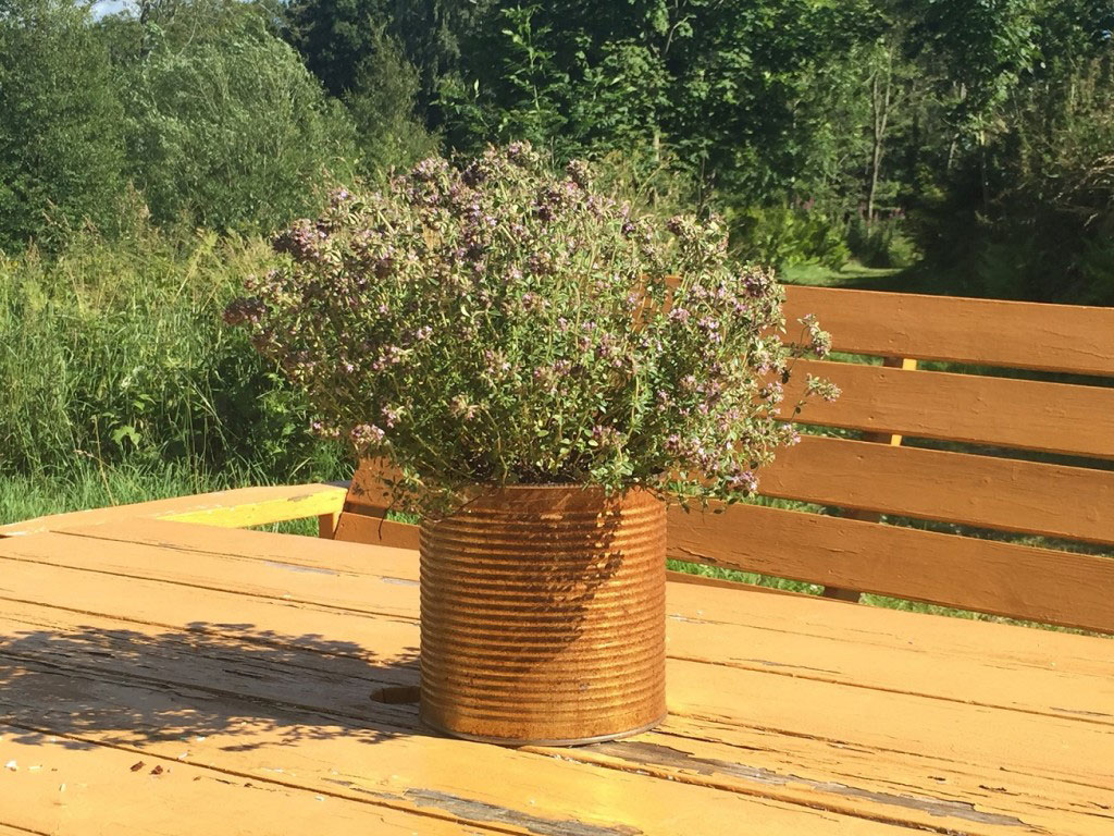 Odla kryddor med barnen - i en vanlig burk