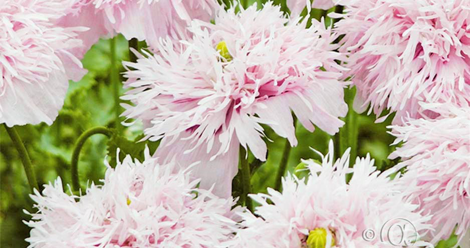 Fjädervallmo Lilac Pompom