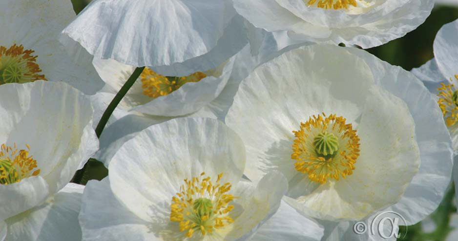 Kornvallmo Bridal Silk