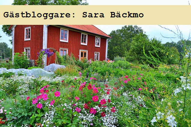 Sara Bäckmo: Kom igång med köksträdgården