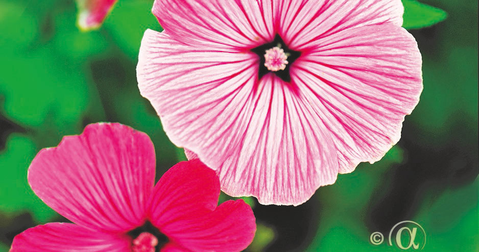 Sommarmalva Silver cup