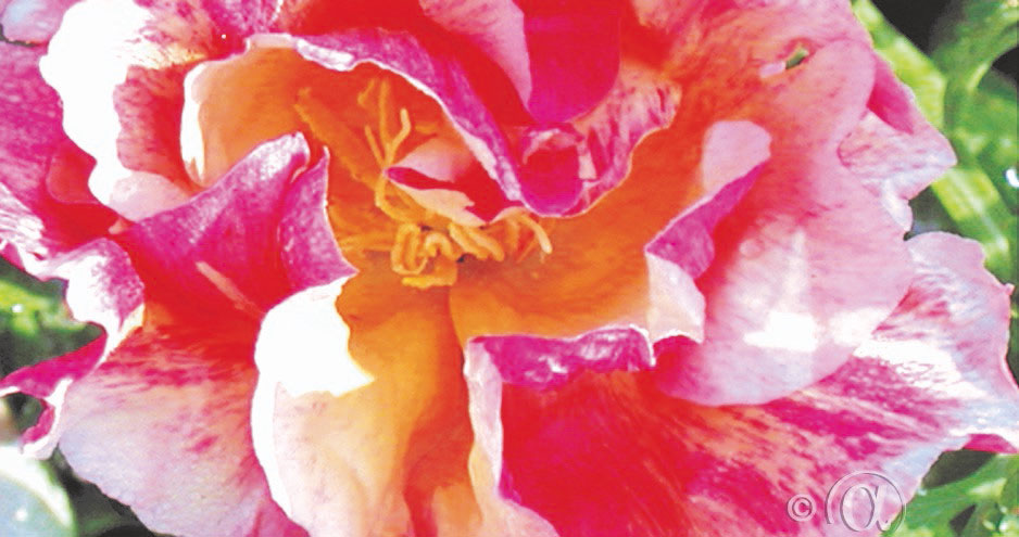 Sömntuta Rosa Romantica