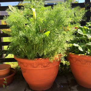 dill-i-kruka
