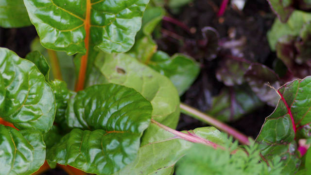 Mangold Foto: Lovisa Back