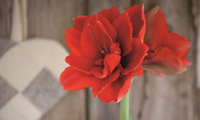 En amaryllislök som ger dubbla blommor är sorten 'Cherry Nymph'.