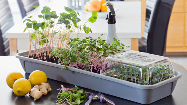 Odla Micro Leaf i omgångar