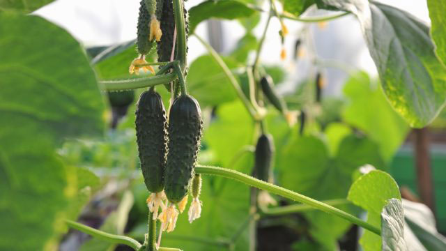 Odla gurka. Vi hjälper dig att välja sort.