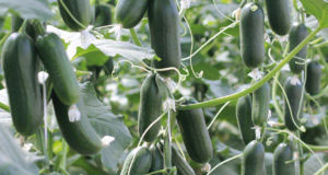 Odla gurka. Här sorten Hopeline som har ett växtsätt som passar både ampel och kruka.