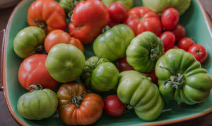 Italiensk bifftomat med Farbror Grön