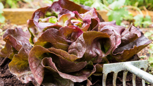 Egenodlad sallat – Merveille des quatre saisons