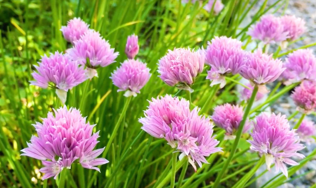 Gräslöksblommor på smörgåsen