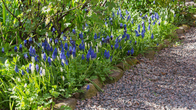 Pärlhyacinter under vinbärsbuskarna