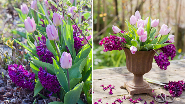 Vacker bukett med tulpaner och hyacinter