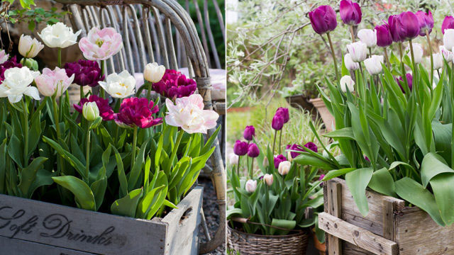 Tulpanmixarna 'Perfect Partners' och 'Sparkling Purple' passar bra att odla i kruka.