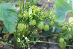 Jordgubbsplantor på Natalies koloniodling i Skatås-området, Göteborg.