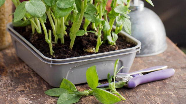 Bondbönor går att odla och skörda som skott, ute som inne, året om! Foto: Annika Christensen