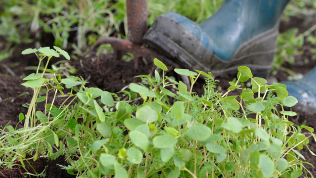 Odla jorden Foto: Markus Danielsson