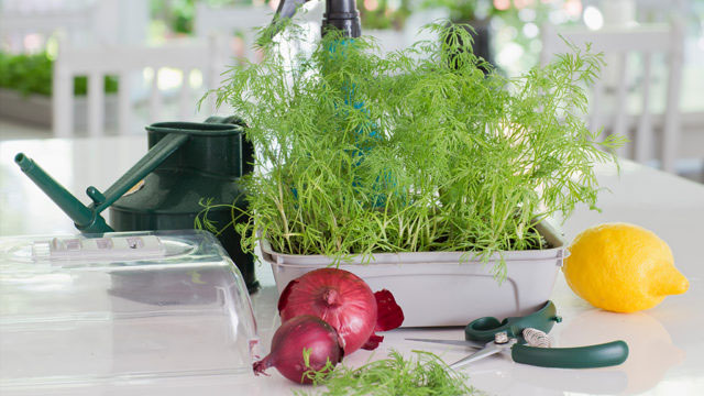 Dill är en populär krydda som går att odla i köket. Foto: Annika Christensen