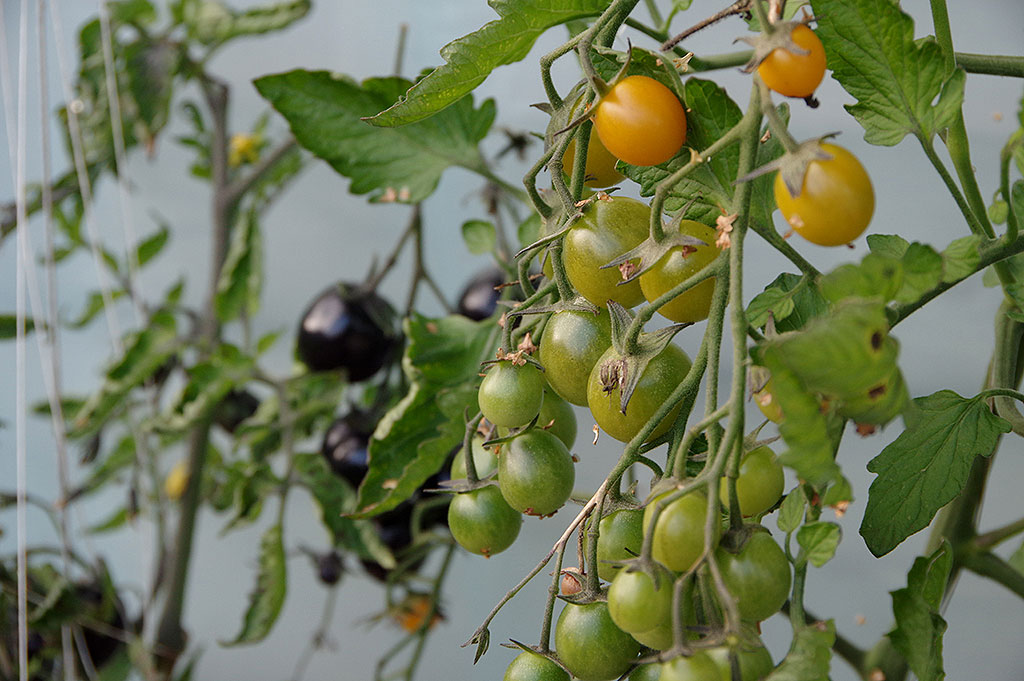 Tomatklasarna börjar mogna utifrån. Vissa sorter har stora klasar där mognaden är mer spridd. Foto: Lovisa Back