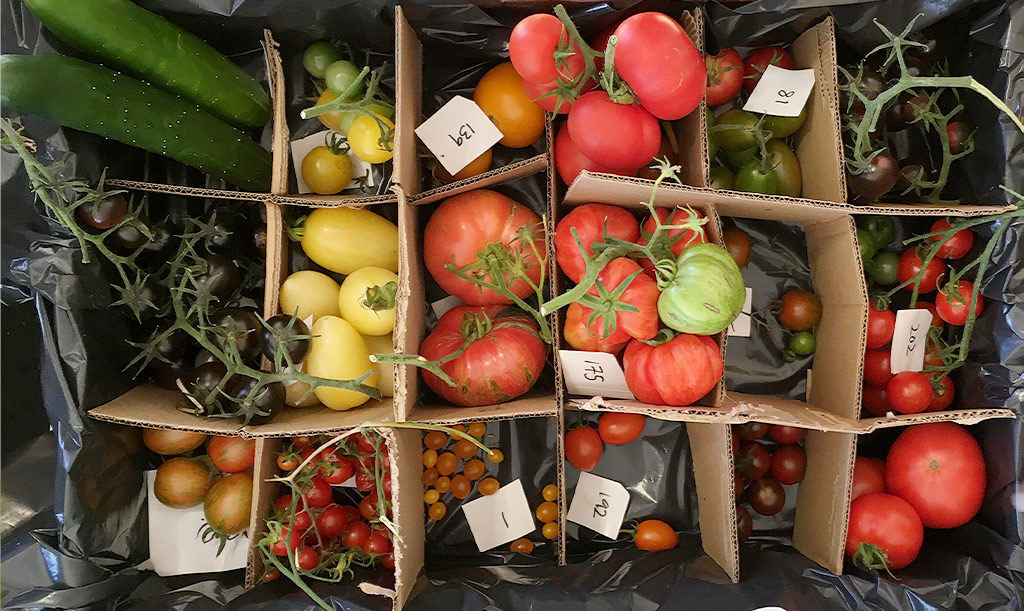 Tomatsorter för provning! Foto: Lovisa Back