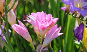 Odla gärna fresta i kruka så att du får chansen att känna den underbara doften.