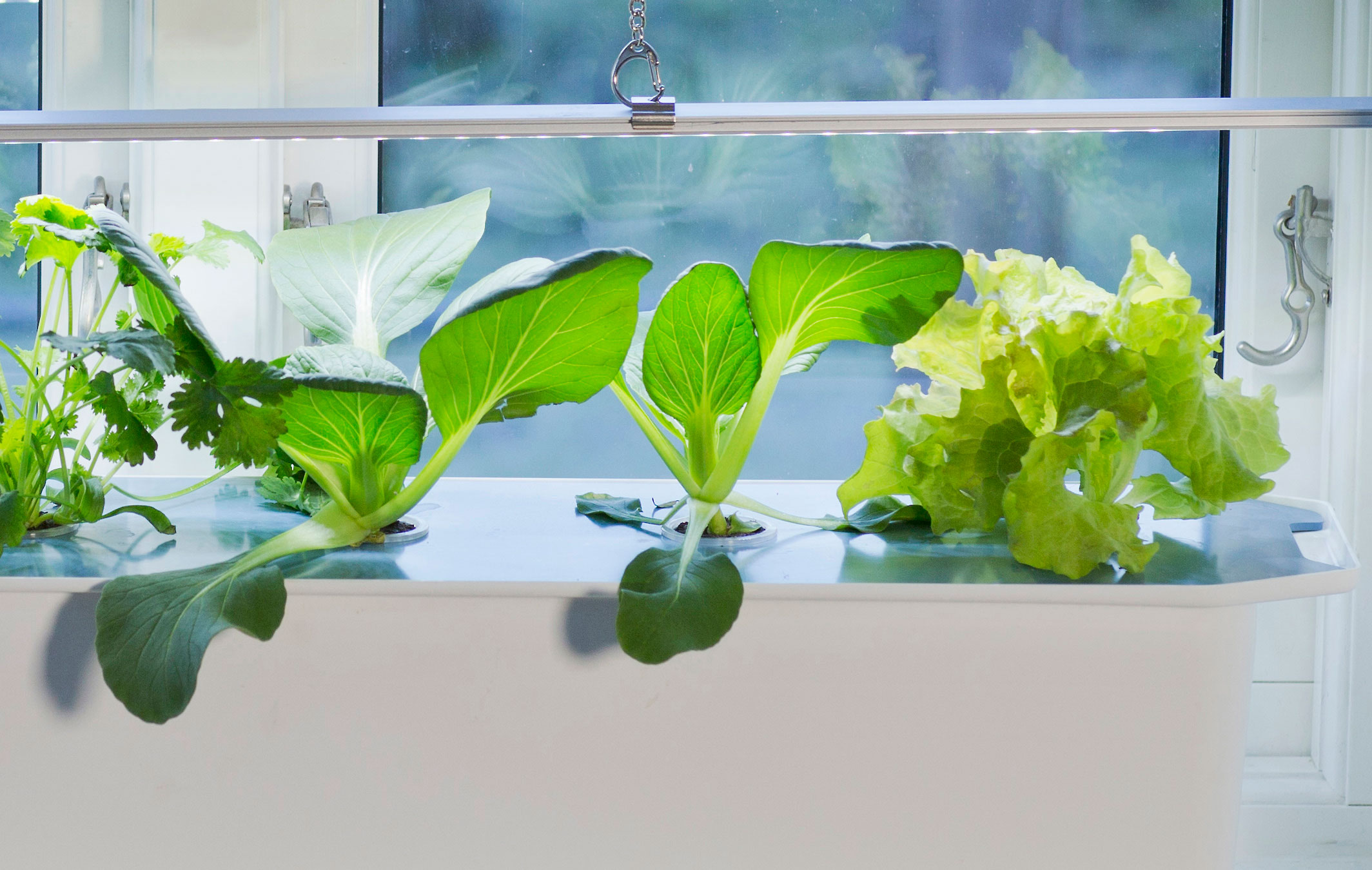 Snabbväxande bladgrönsaker som pak choi och sallat är enkla att lyckas med i din hydroponiska odling.Foto: Annika Christensen