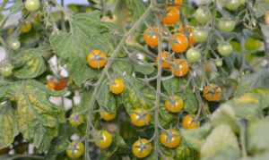 'Golden currant' ger mängder av vinbärsstora, guldgula tomater. Foto: Anna Lindeqvist