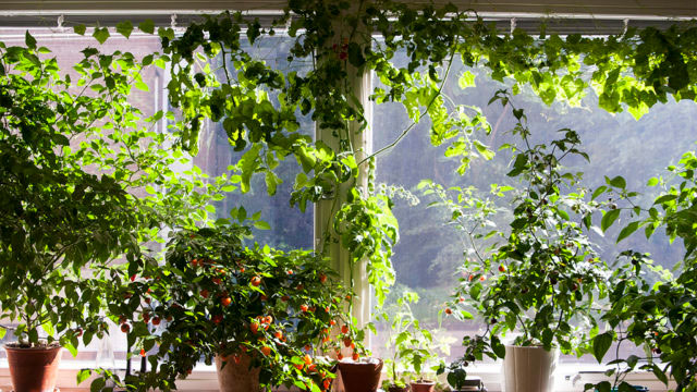 I ett stort fönster går det att odla mer än du tror om du utnyttjar utrymmet både på längden och på tvären. Foto: Rökeaus/Söderén