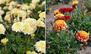 Stor tagetes 'Vanilla' Fi (t.v.) och sammetstagetes 'Strawberry Blonde' (t.h.) ger buskiga plantor med fyllda blommor i stiliga färger. Foto: Anna Lindeqvist