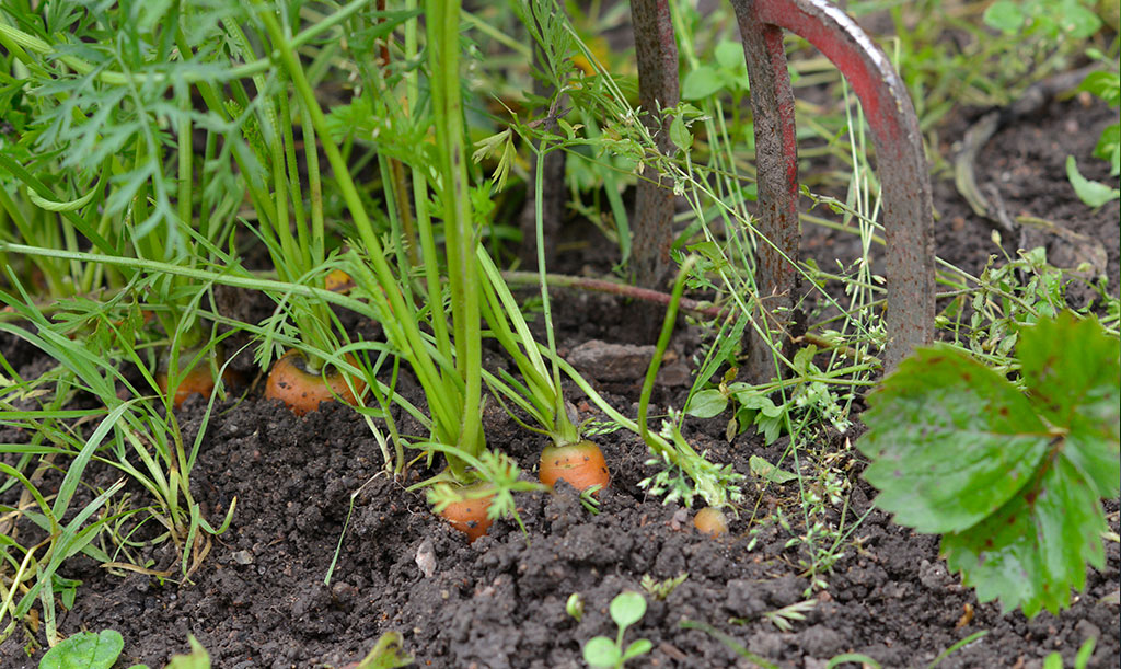 Skörda morötter med en grep. Foto: Anna Lindeqvist