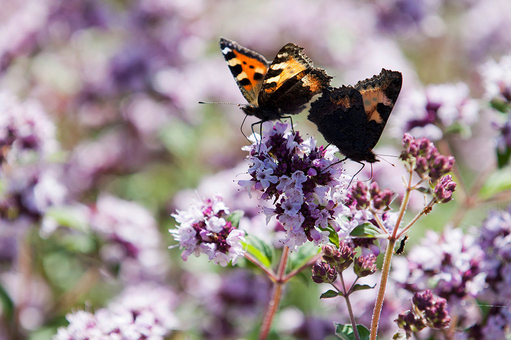 Oreganons blommor lockar fjärilar. Foto: Annika Christensen