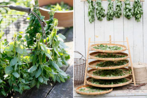 Oregano kan du skörda och använda färsk eller torka. Torka dem i små buketter eller sprid ut dem i t.ex en torkolla. Foto: Annika Christensen