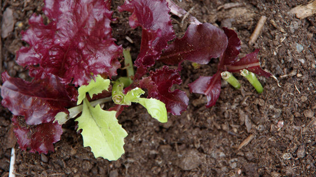 Sallat Foto: Lovisa Back