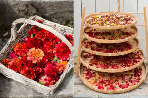 Dekorera din måltid med färska kronbad från tagetes eller torka dem för att använda vid ett senare tillfälle. Sammetstagetes 'Strawberry Blonde' ger inte mycket smak men desto mer för ögat. Foto: Annika Christensen