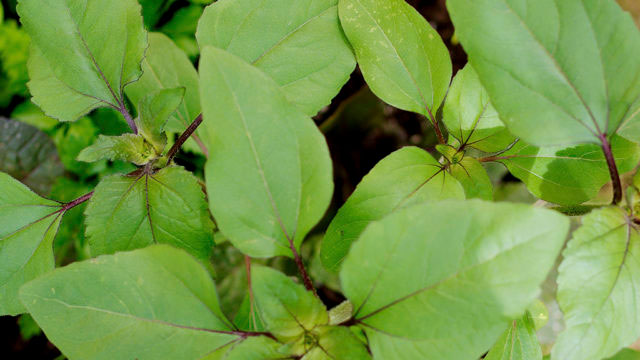 Solrosen blommar inte Foto: Lovisa Back