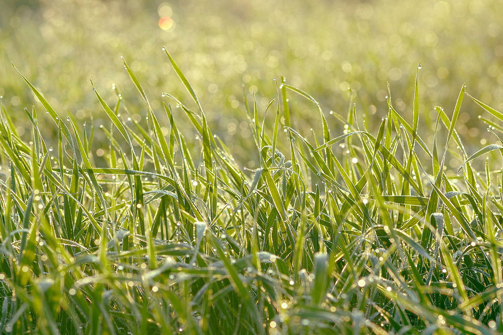 Välj rätt gräsfröblandning och så en gräsmatta som passar din växtplats.