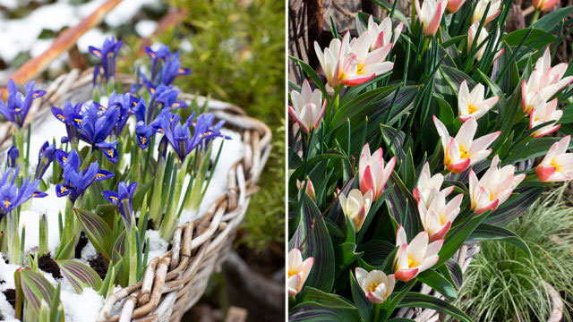 Löklasagne Duo med våriris ’Harmony’ och näckrostulpan ’Hearts Delight’. Foto: Annika