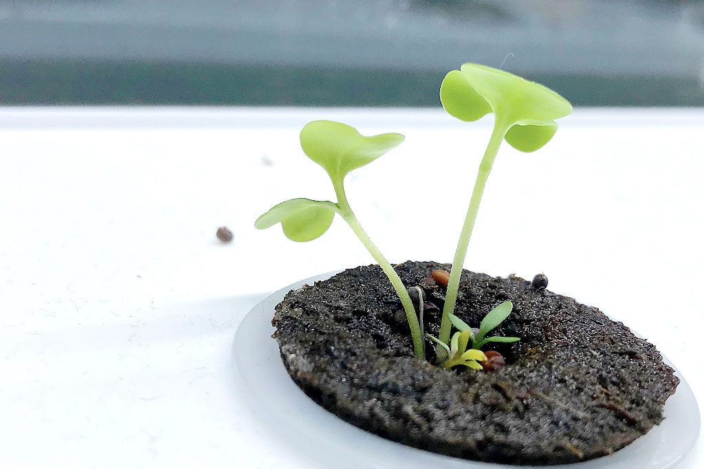 Hydroponisk odling Foto: Henrika Åström