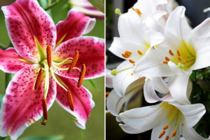 Orientliljan 'Star Gazer' har plattare och mer stjärnlika blommor än de trumpetformade blommorna hos kungsliljan.