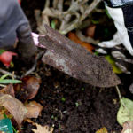 Plantera tulpaner i november