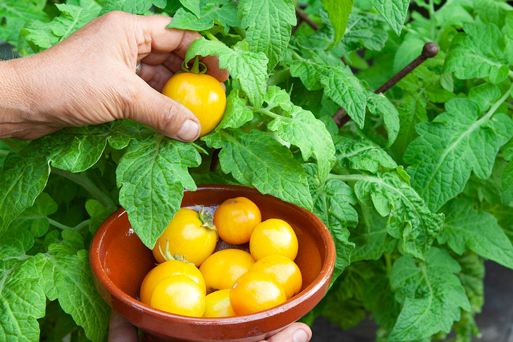'Tigerette Cherry' ger gulspräckliga tomater i lagom storlek. Foto: Annika Christensen
