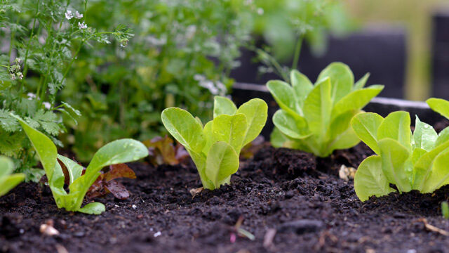 Sallaten 'Little Gem' är en populär sort som ger små, avlånga salladshuvuden. Foto: Markus Danielsson