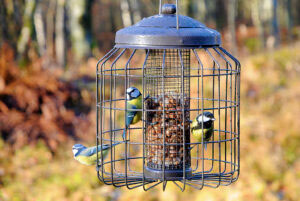 Ge fåglarna matro genom att skydda dem från rovdjur. Foto: Tom Martiniussen
